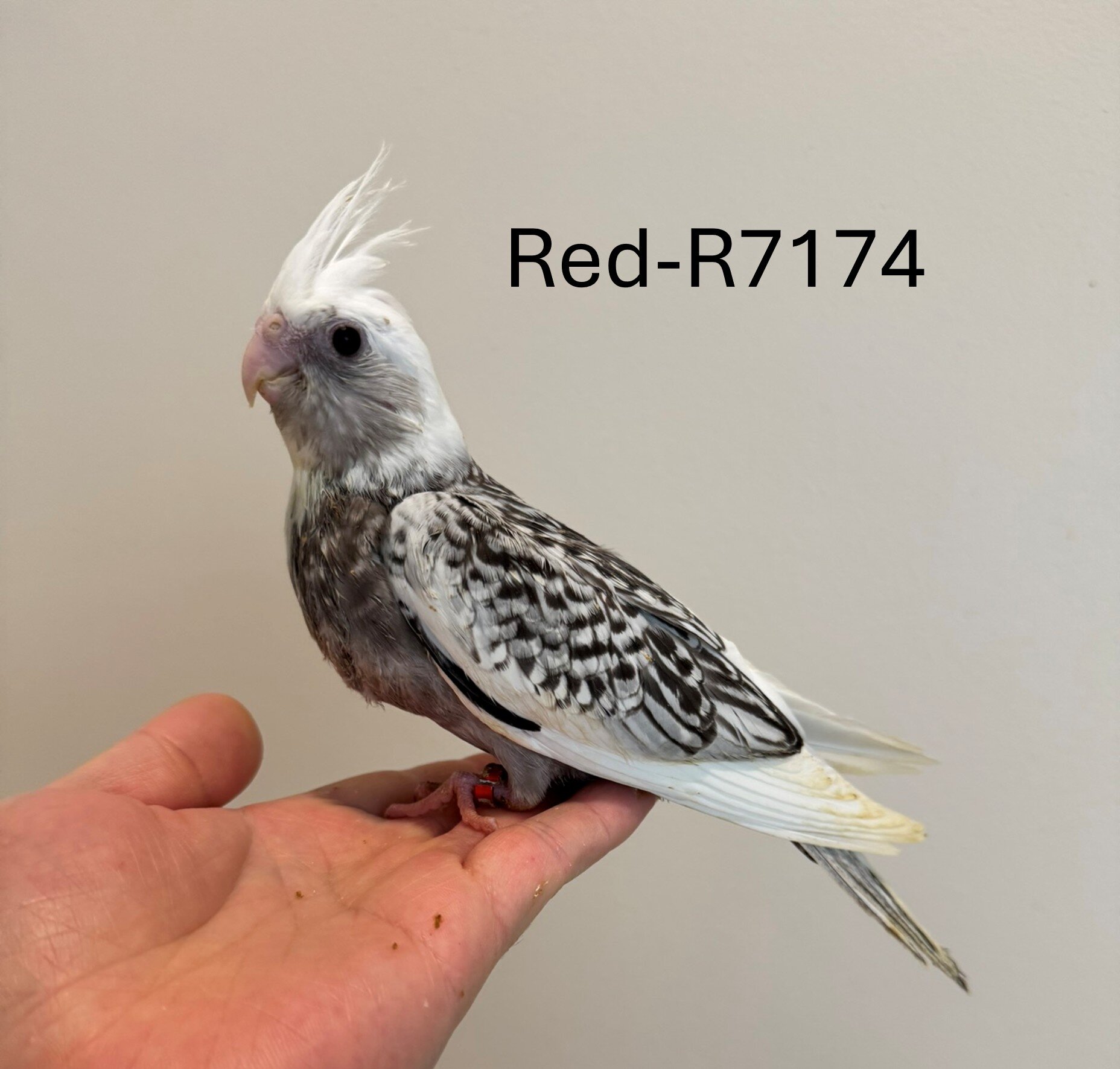 Maryland Hand-fed Cockatiels image 8