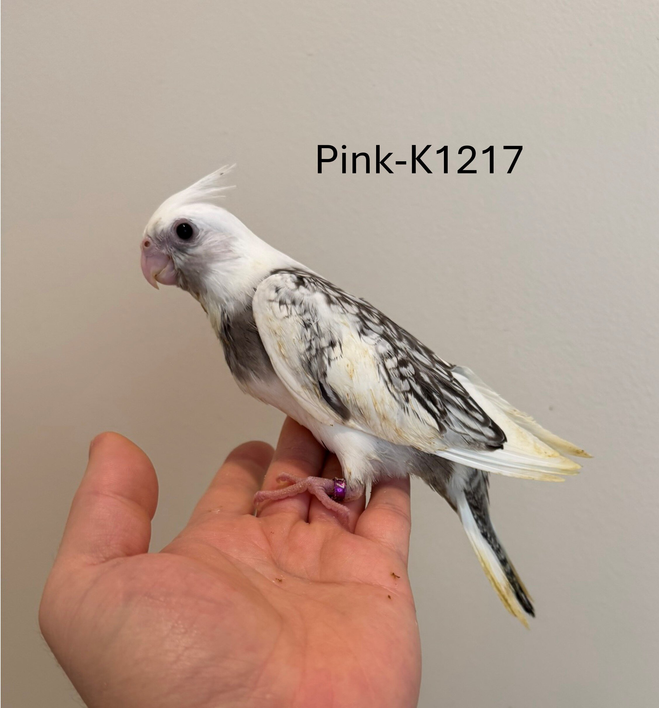 Maryland Hand-fed Cockatiels image 9