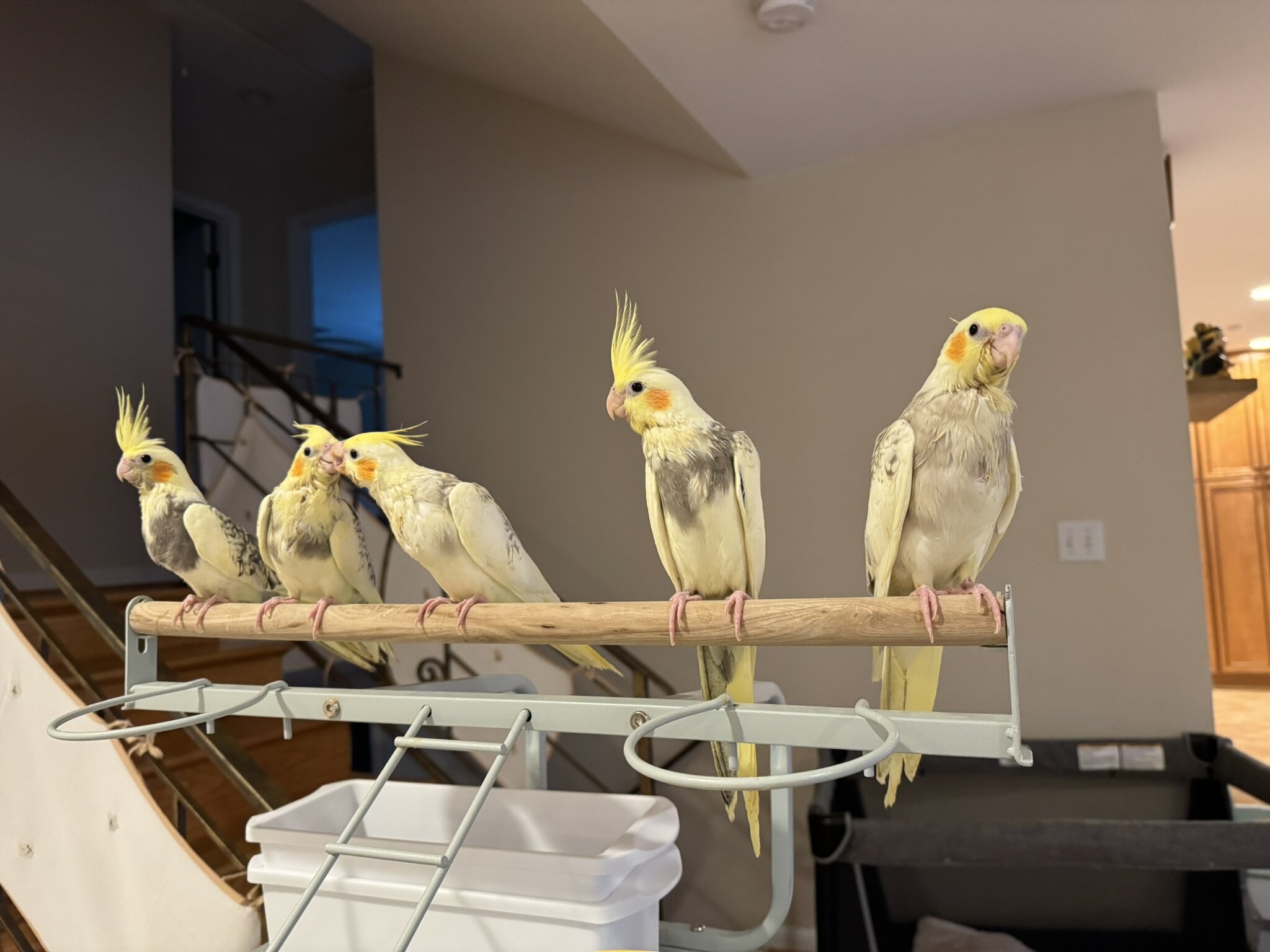 Maryland Hand-fed Cockatiels image 1
