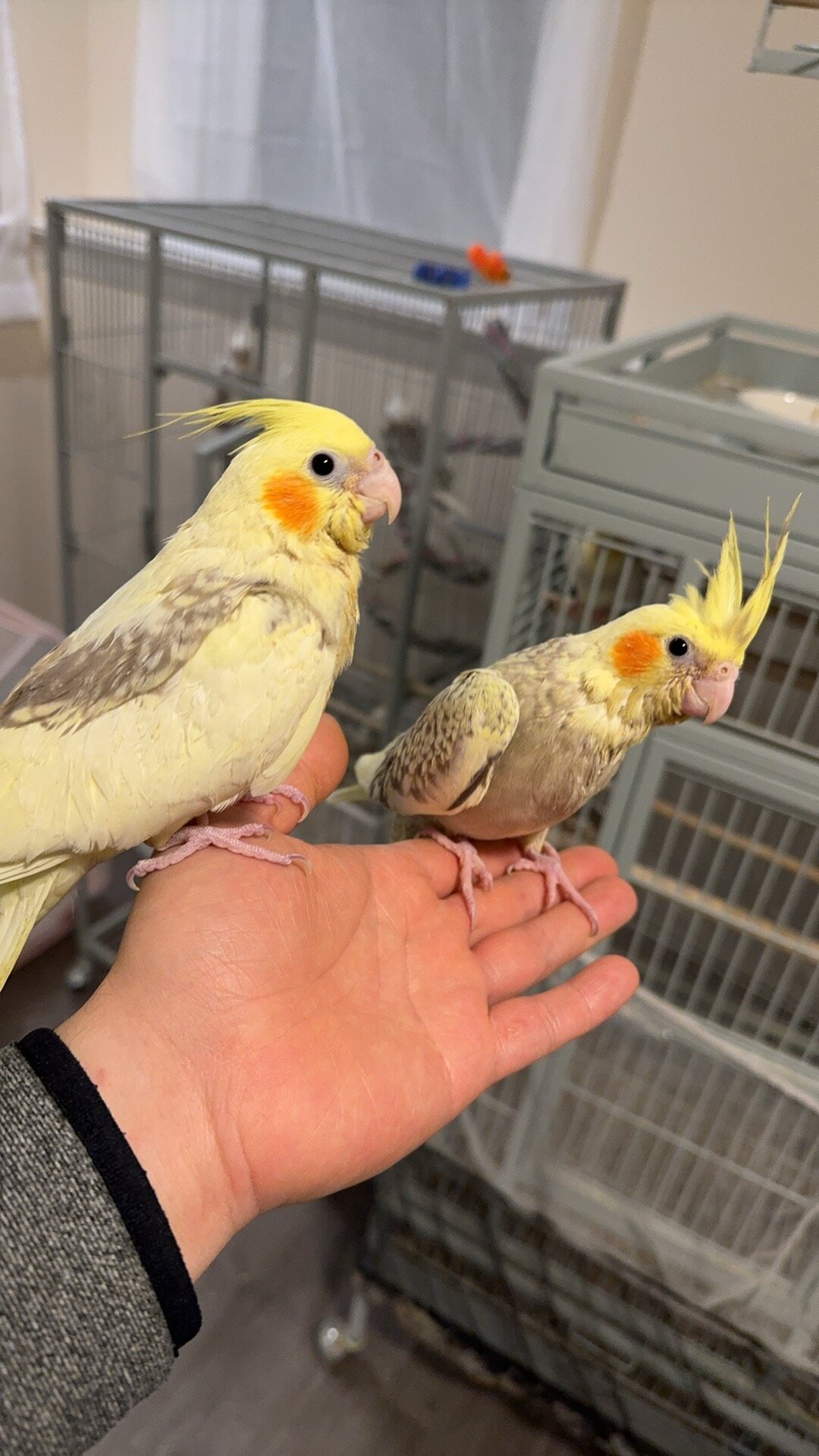 Maryland Hand-fed Cockatiels image 10