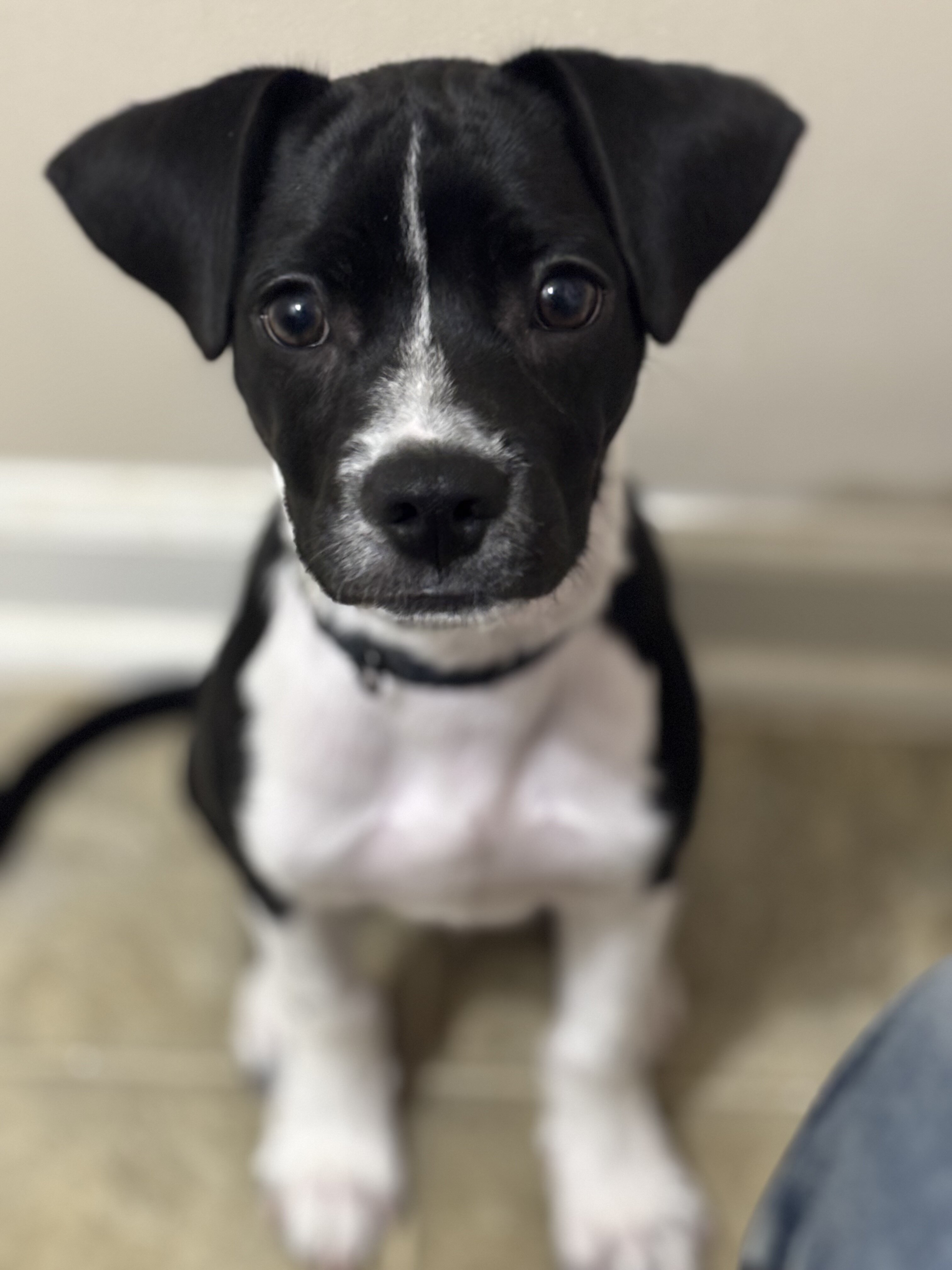 Jack Russel Terrier Mix image 1