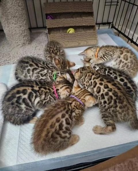 5 Bengal Kittens Available Just in Time image 1