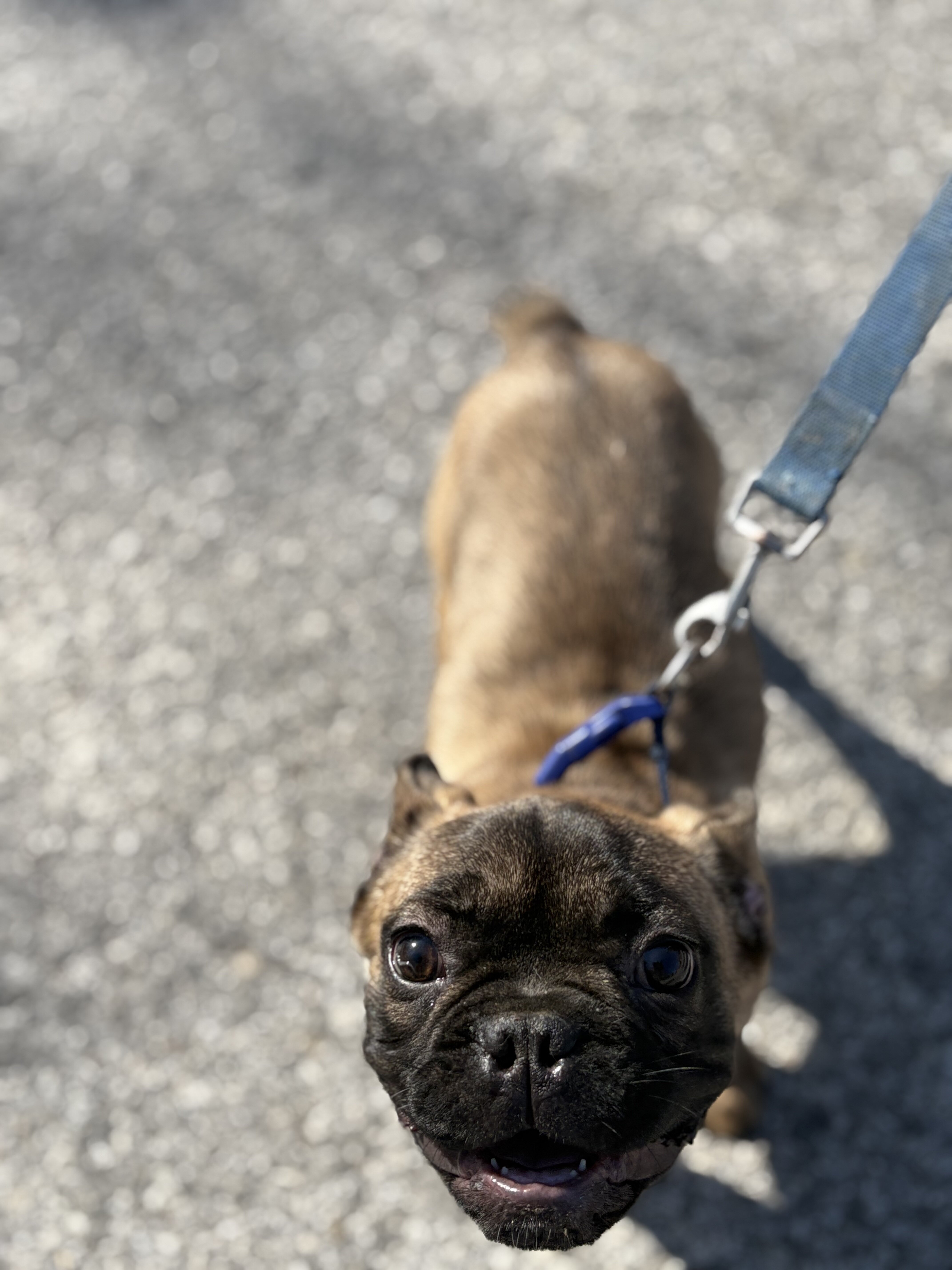 French Bulldog Stud image 1