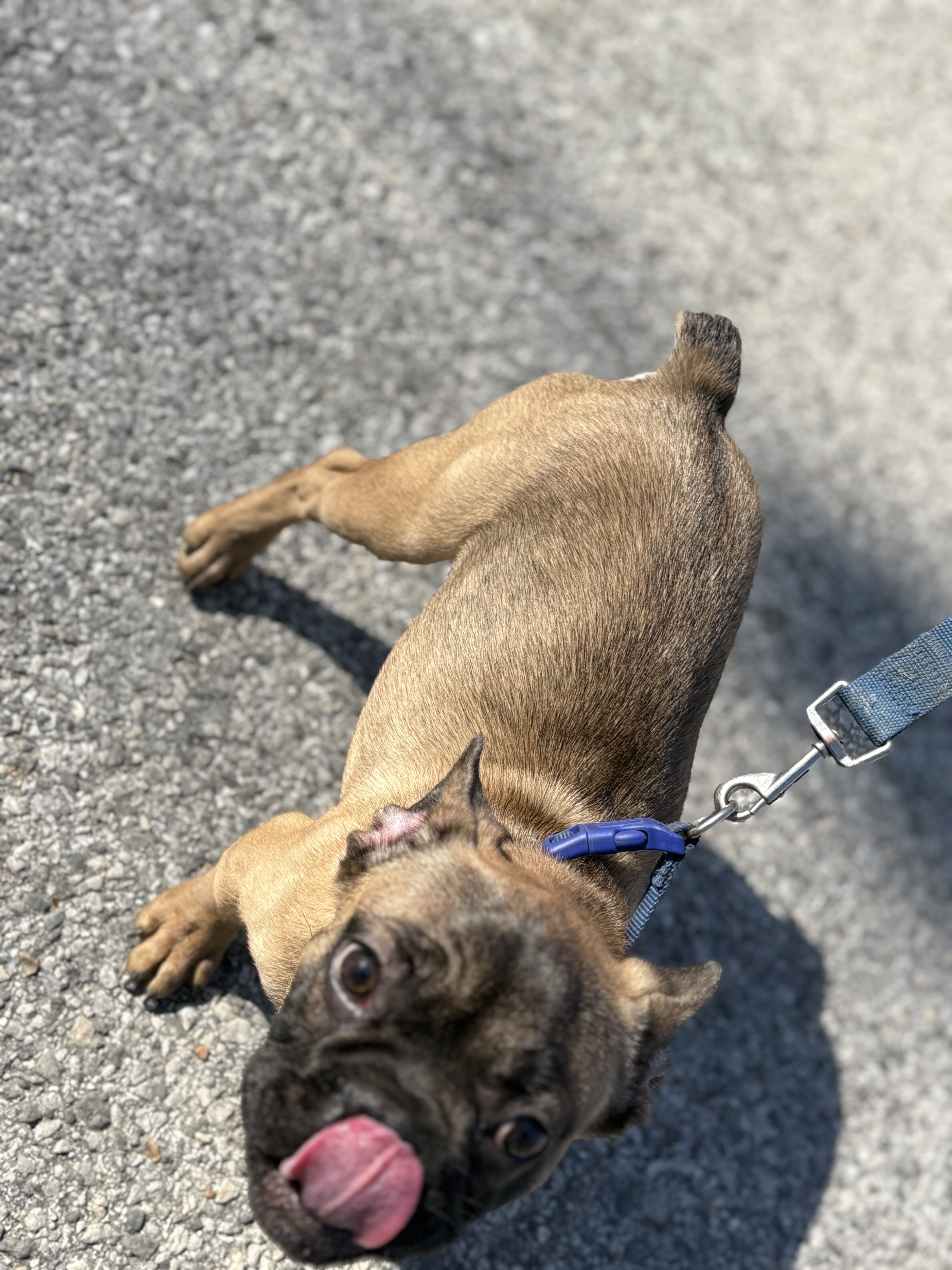 French Bulldog Stud image 2