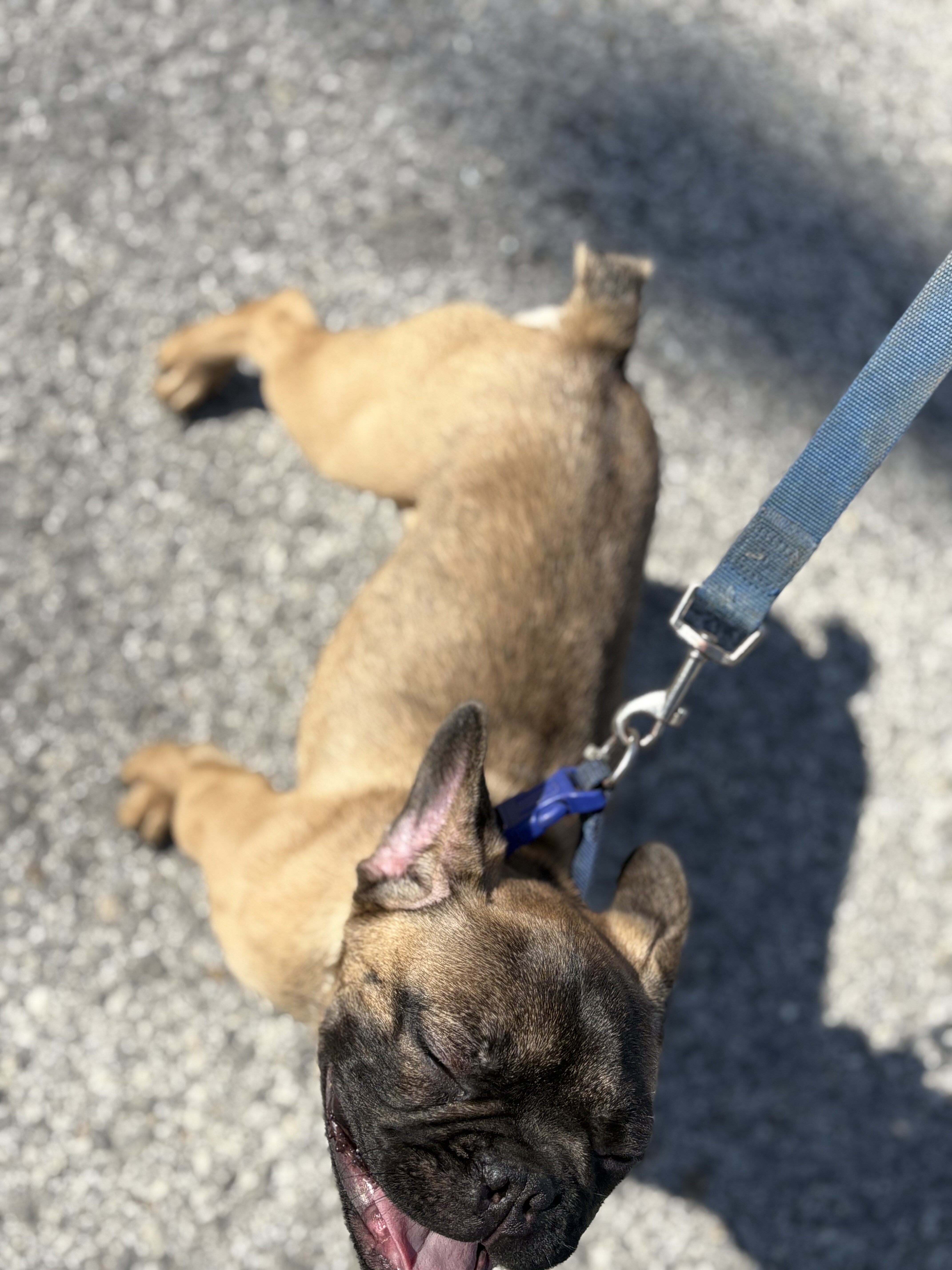 French Bulldog Stud image 3