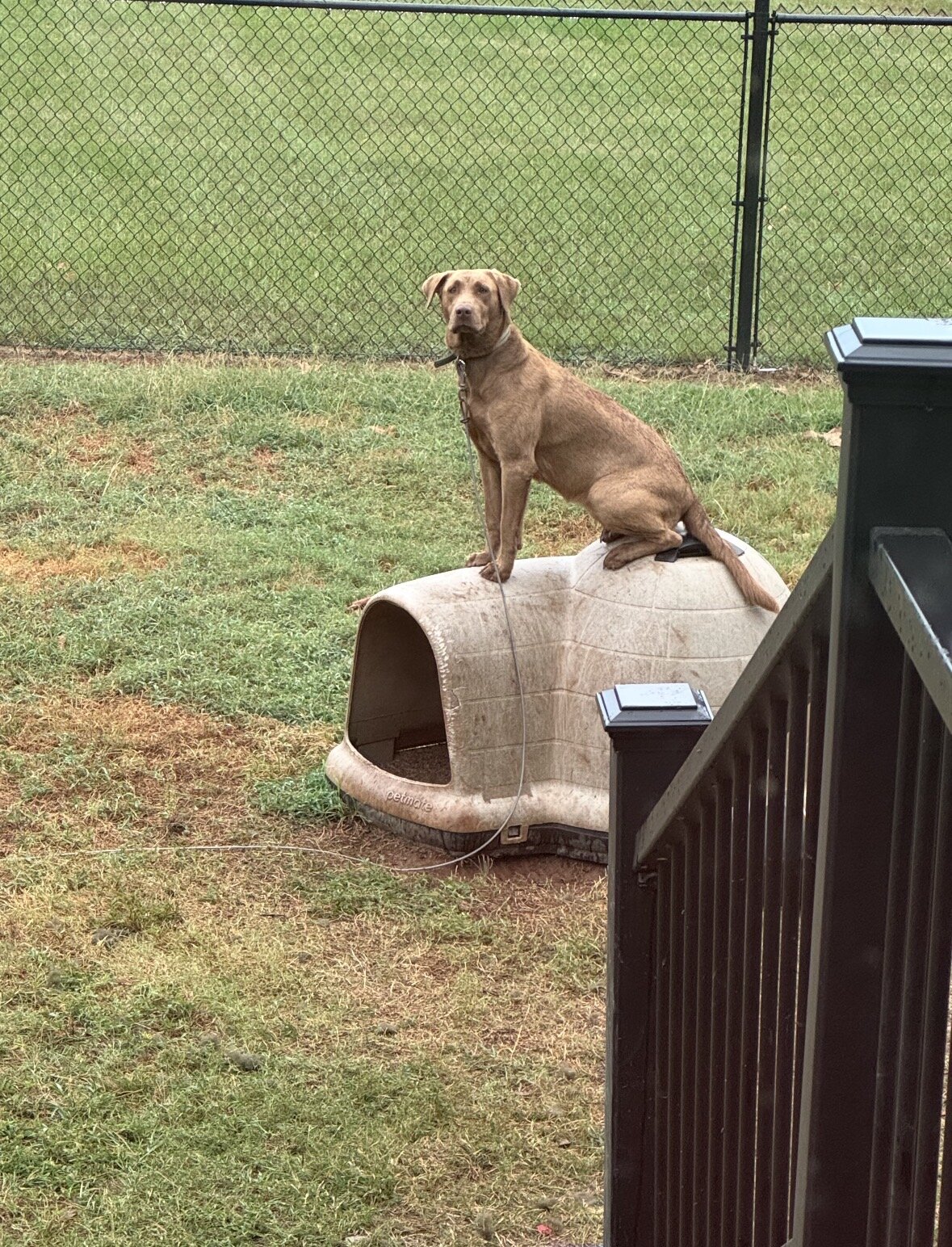 Female chocolate lab image 1