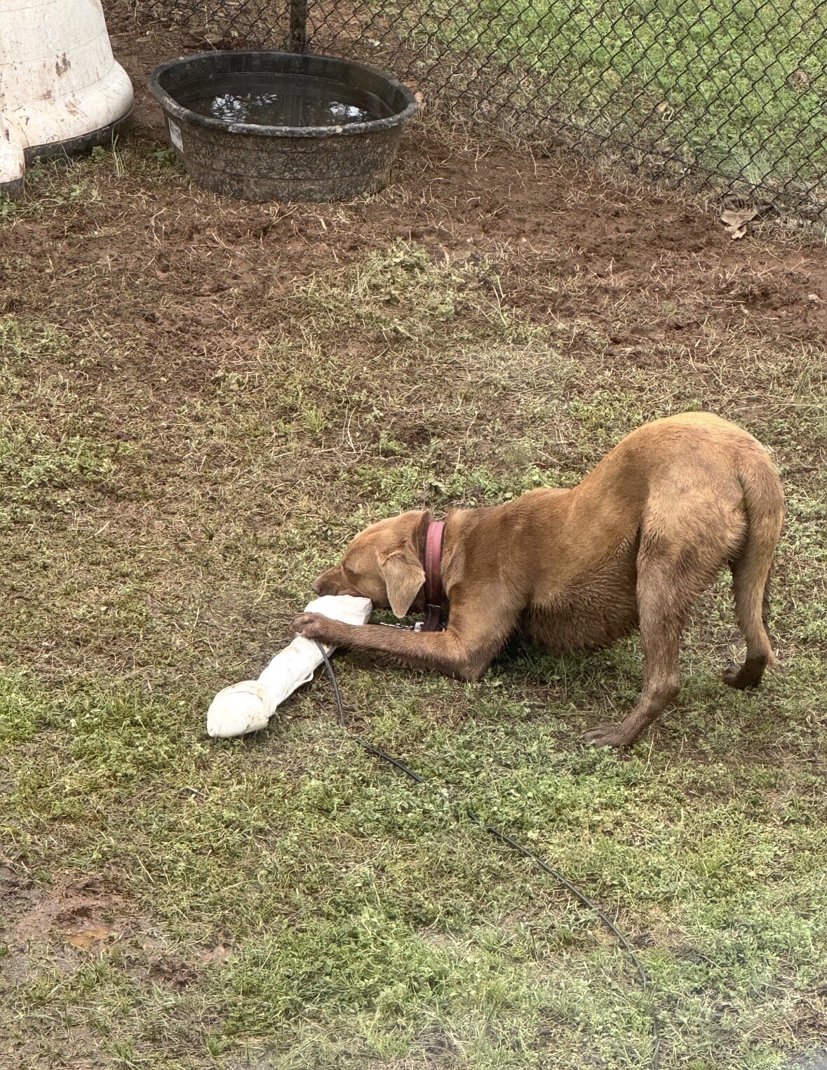 Female chocolate lab image 2