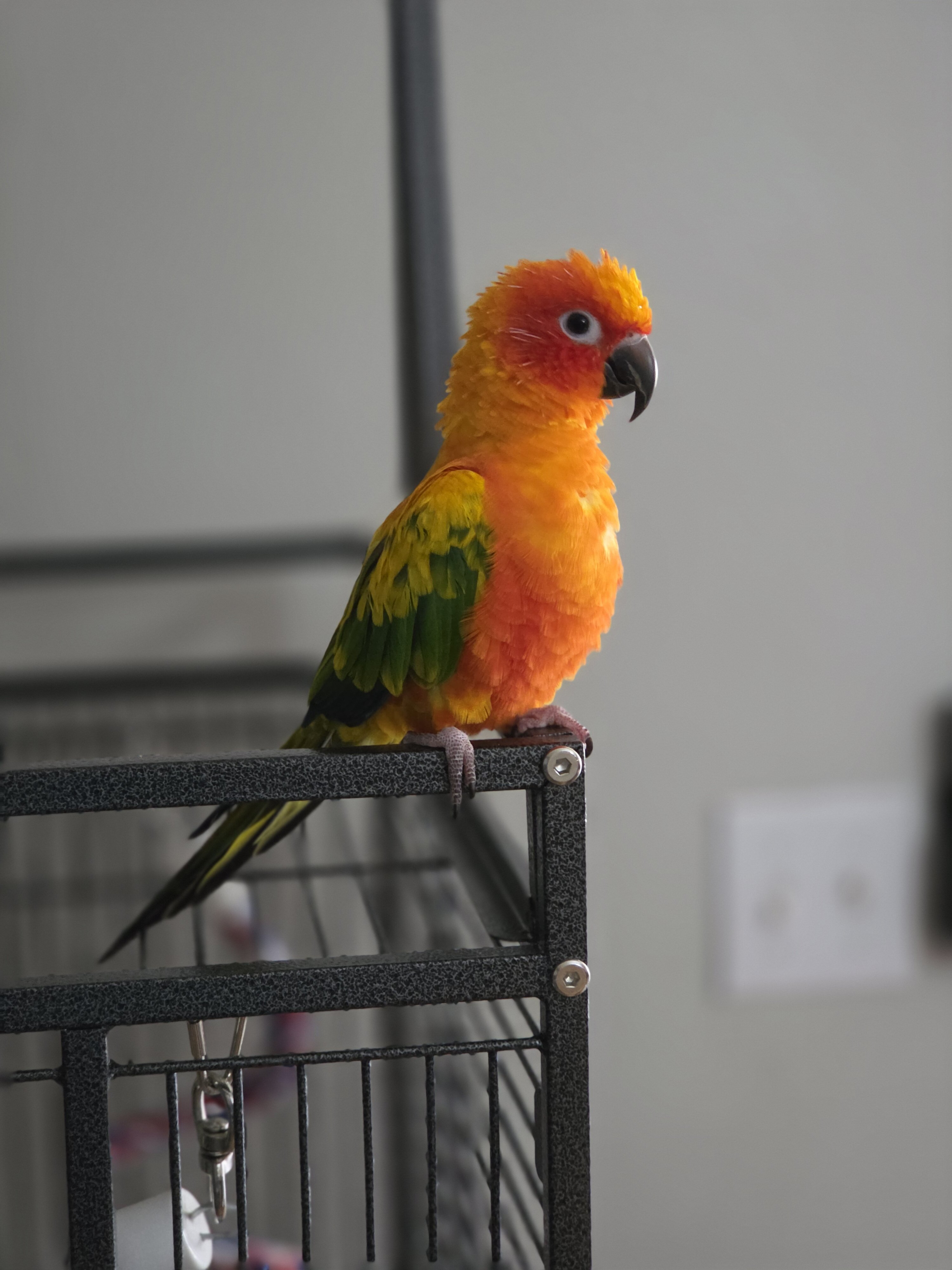 Sun conure image 1