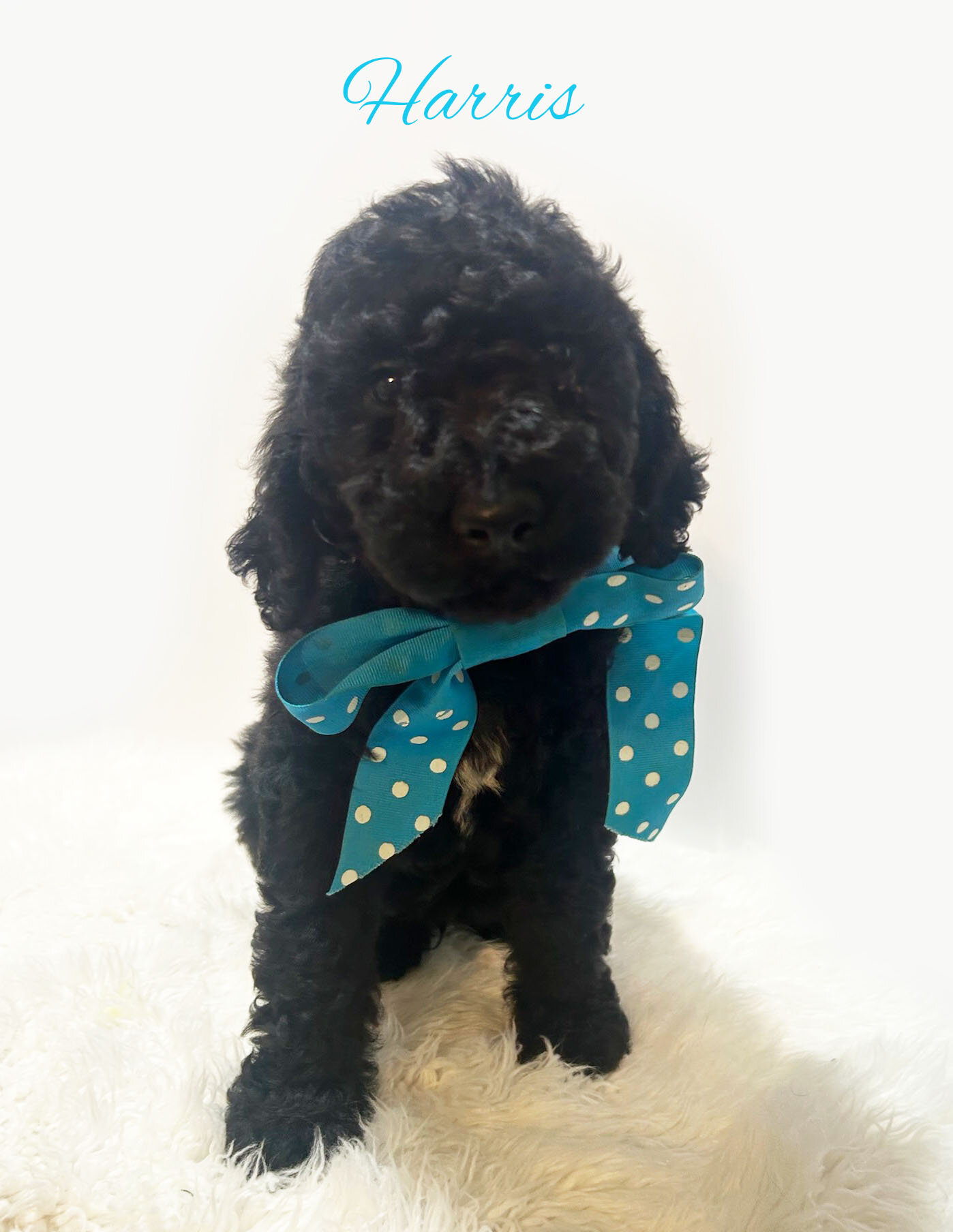 F1b Black Goldendoodles image 1