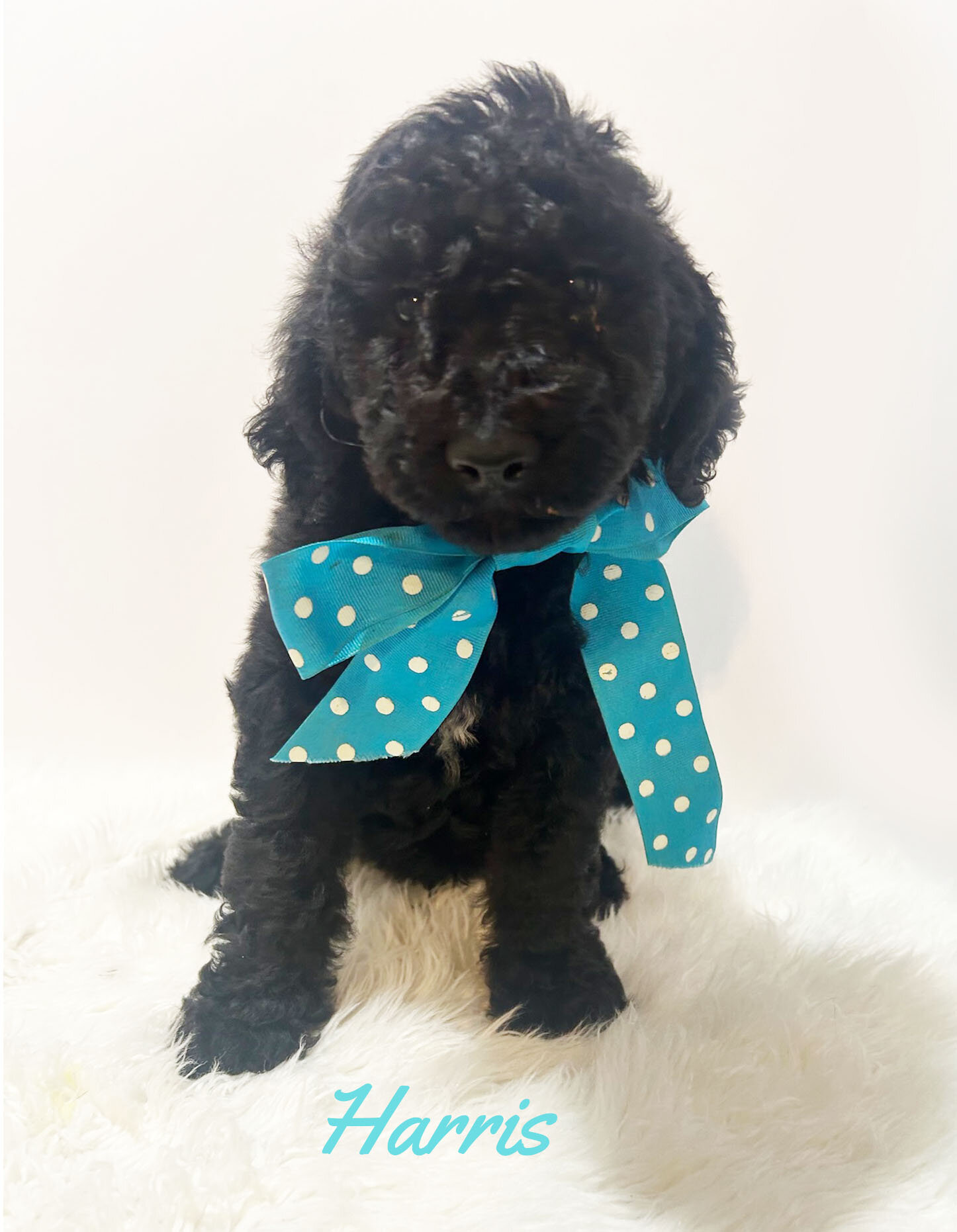 F1b Black Goldendoodles image 2