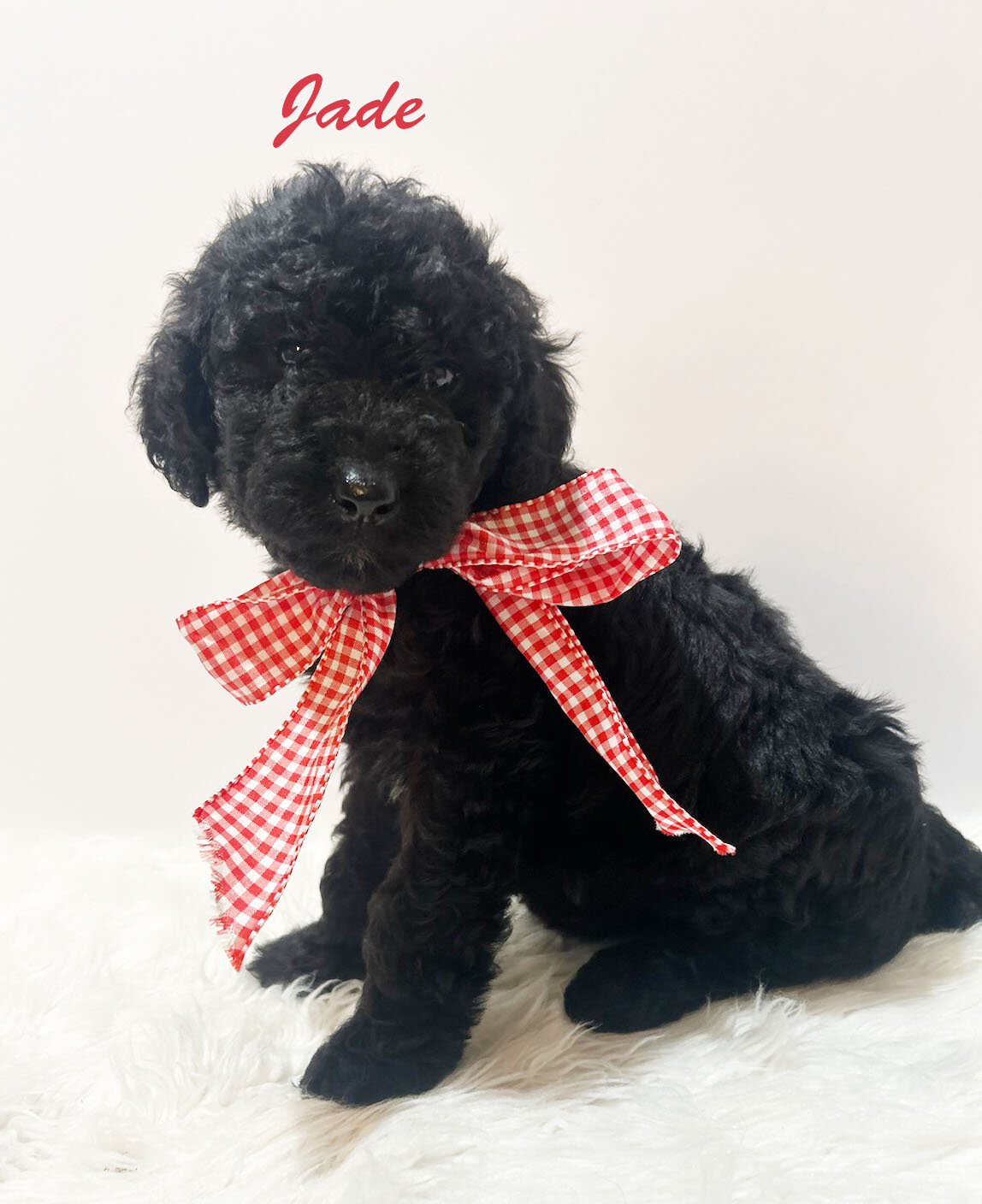 F1b Black Goldendoodles image 4