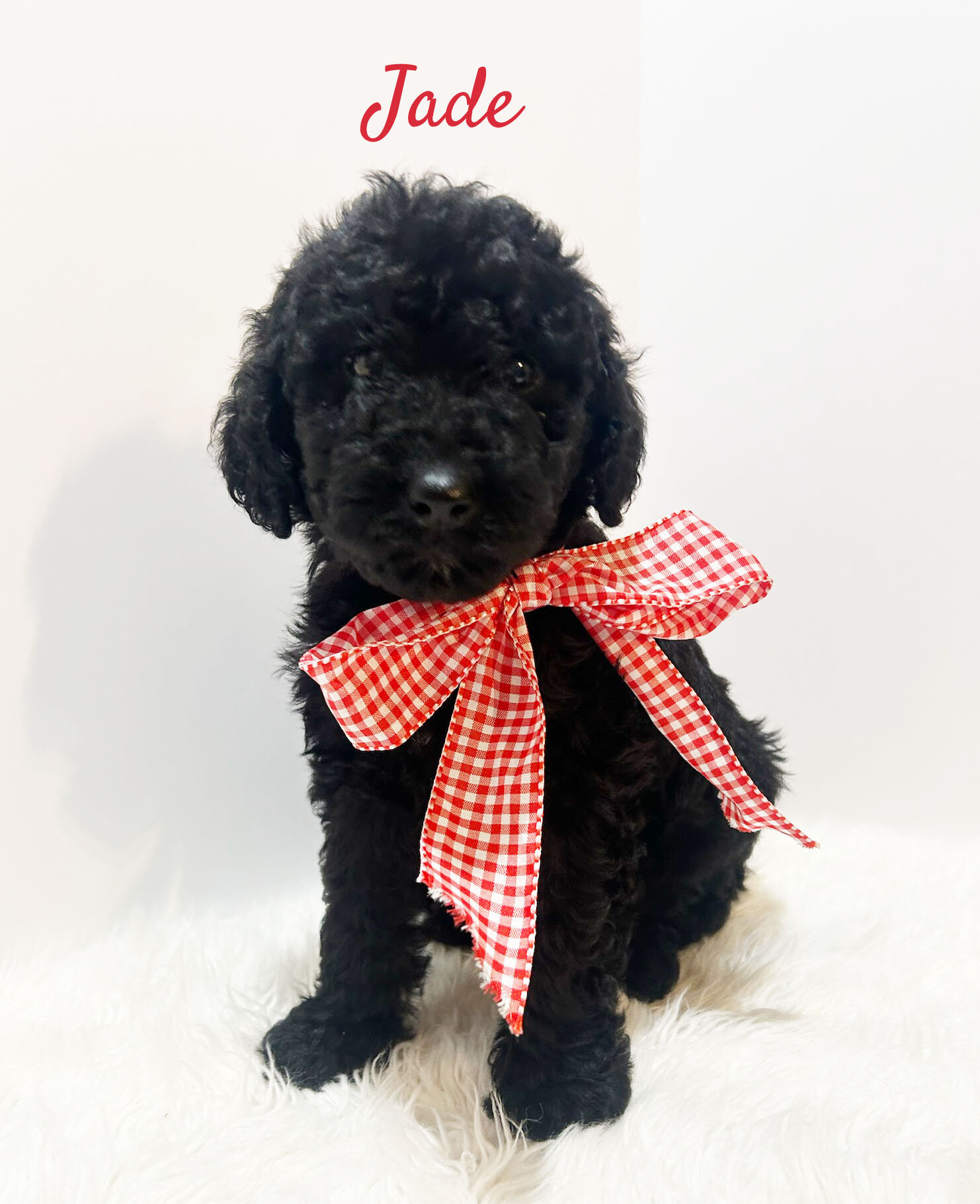 F1b Black Goldendoodles image 3