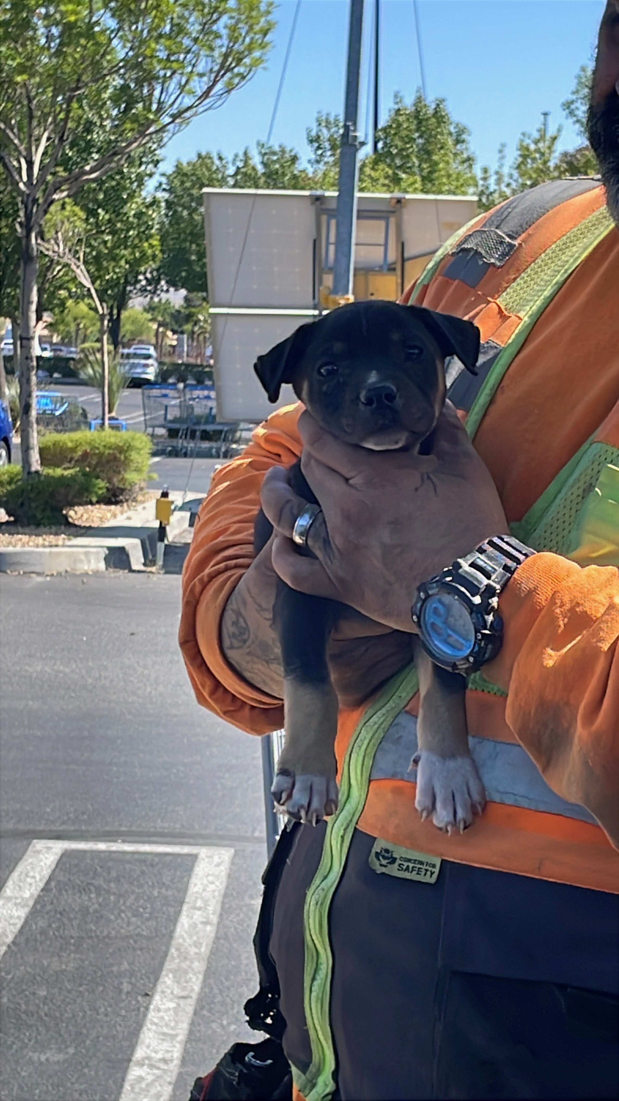 Puppies image 1