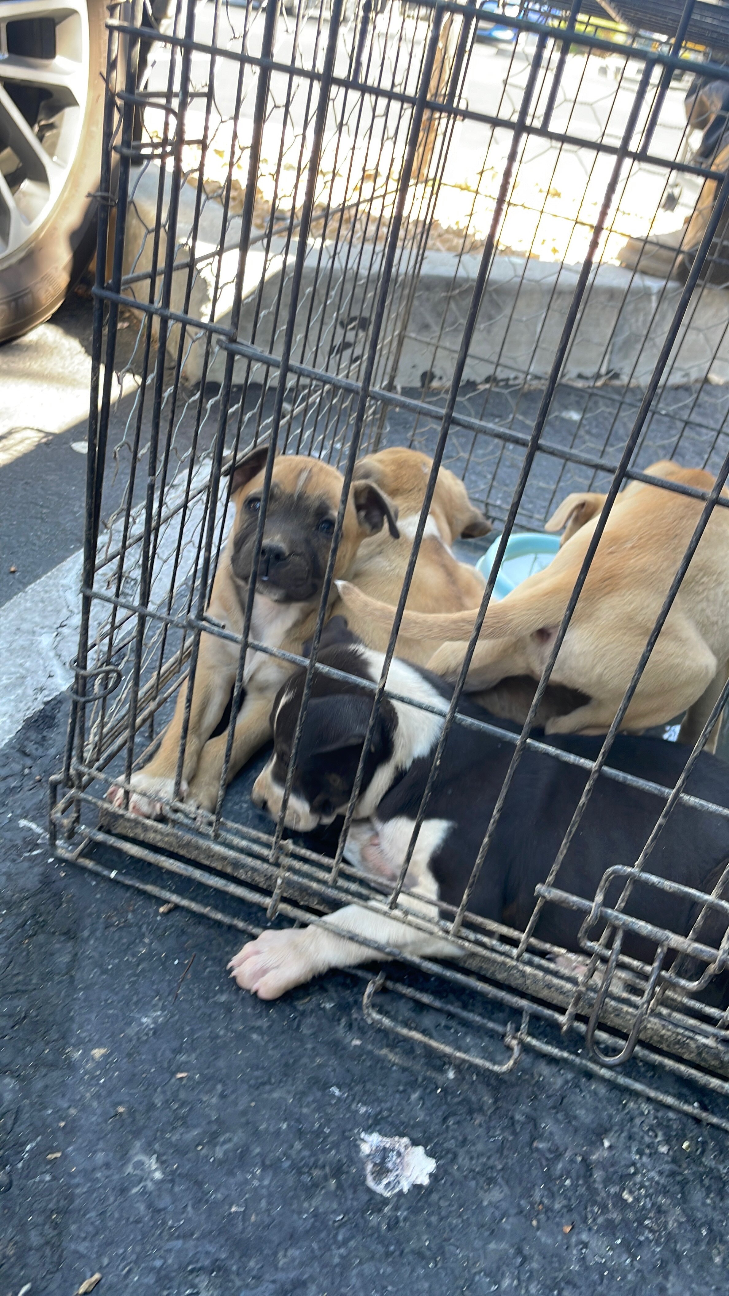 Puppies image 2