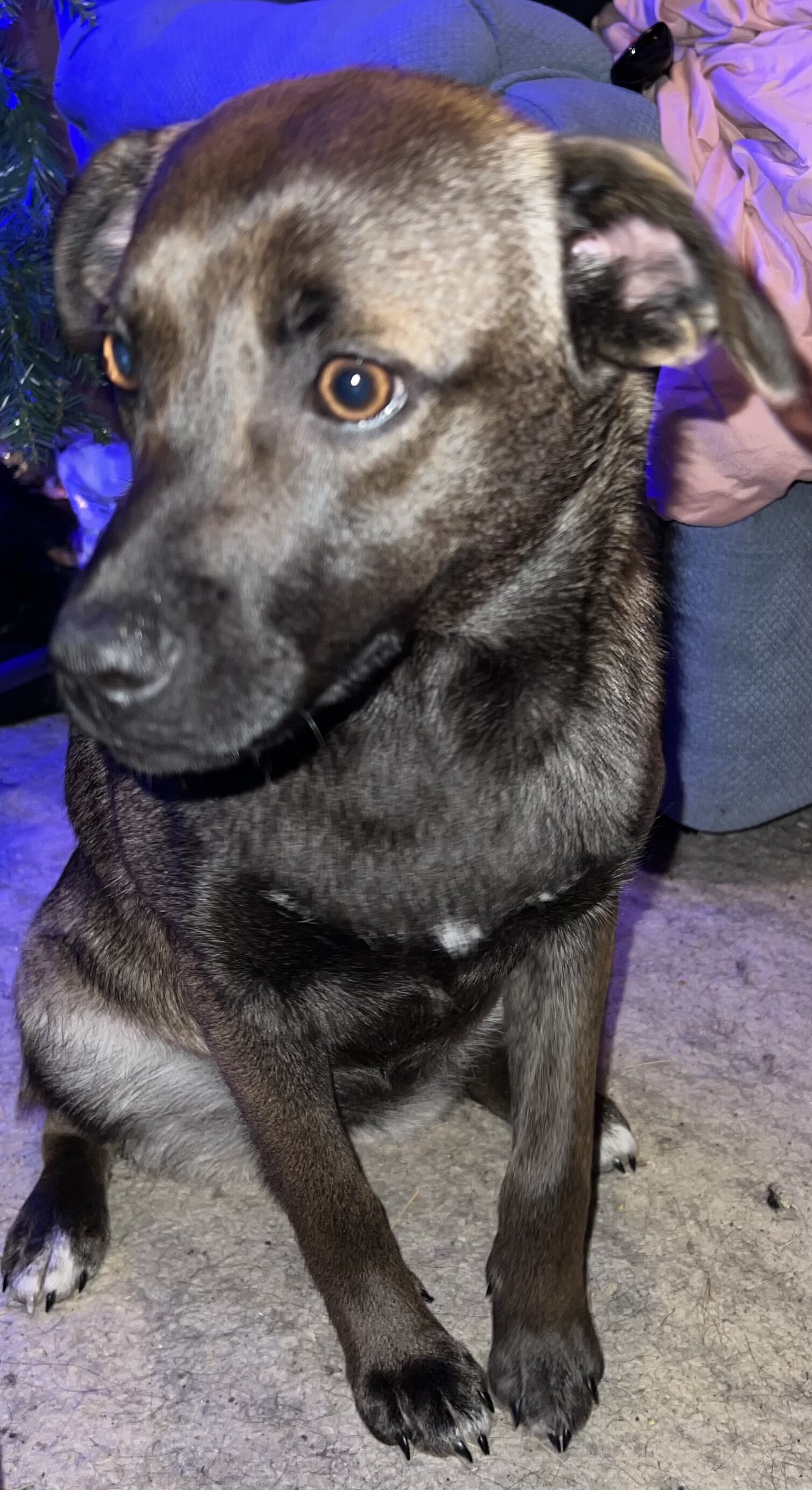 Silver Aussie mix image 1