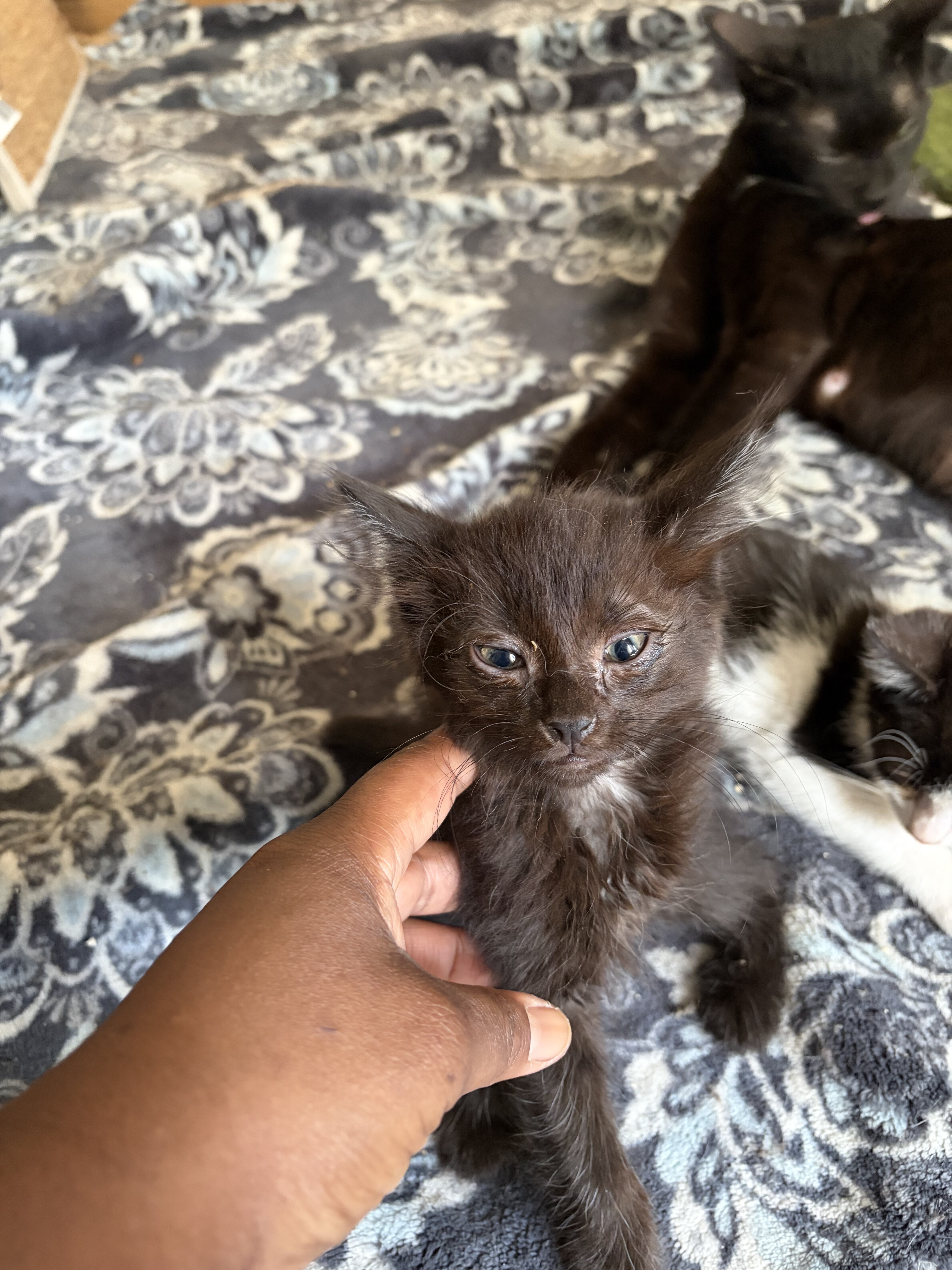 Kittens( Litter of 6) image 1