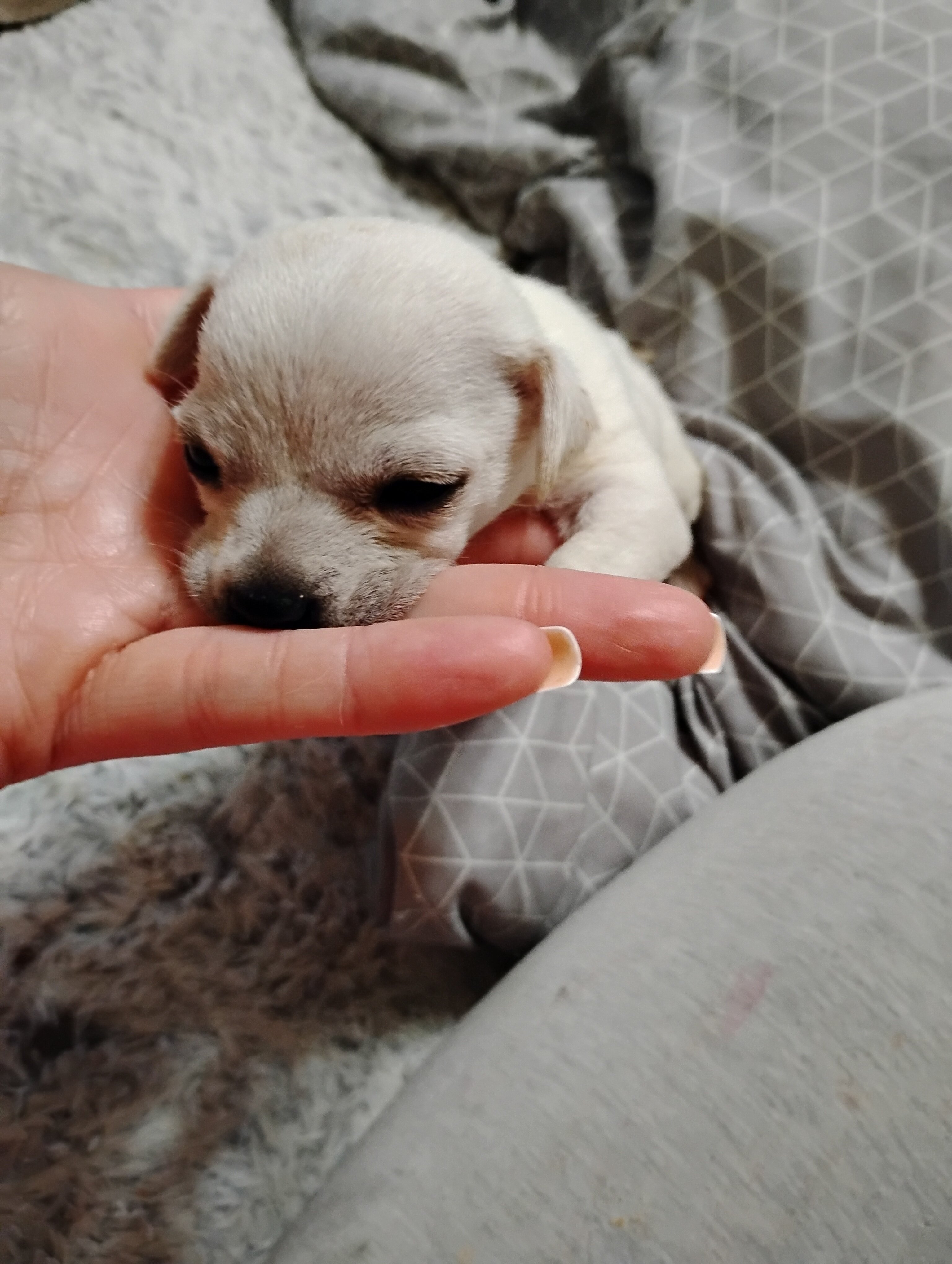 Chichuhua puppies image 1