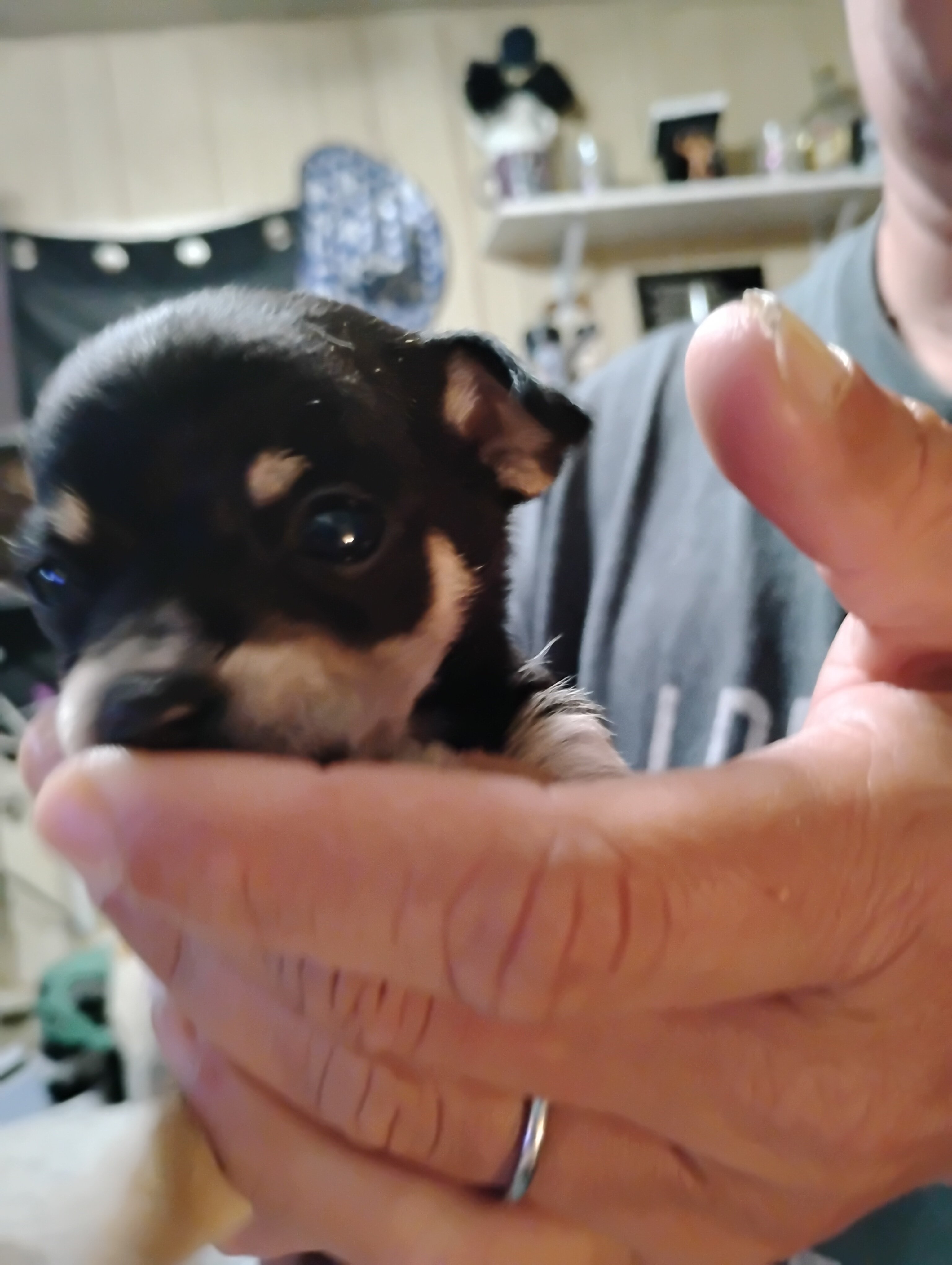 Chichuhua puppies image 2