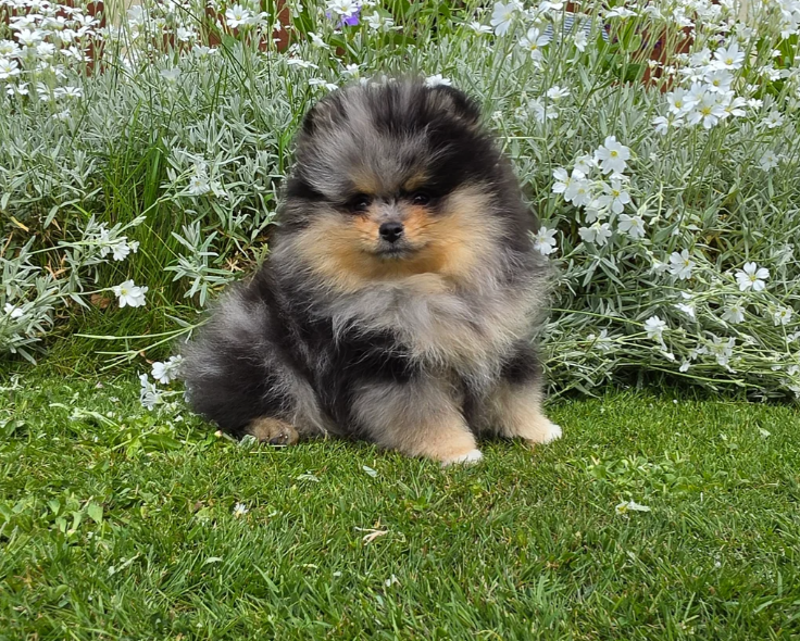 Stunning Rare Merle Pomeranian image 1