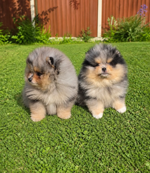 Stunning Rare Merle Pomeranian image 2
