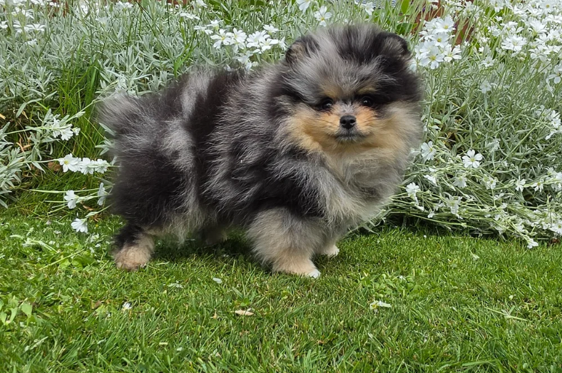 Stunning Rare Merle Pomeranian image 3