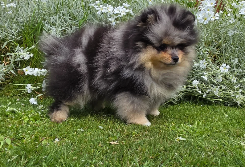 Stunning Rare Merle Pomeranian image 4
