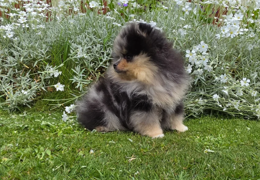 Stunning Rare Merle Pomeranian image 5