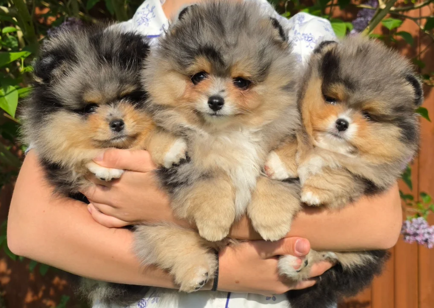 Stunning Rare Merle Pomeranian image 6