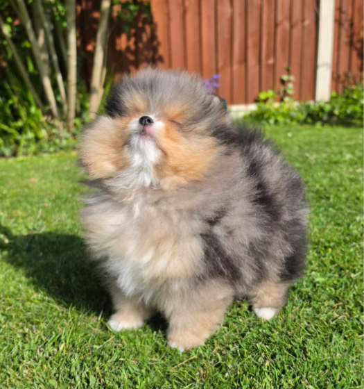 Stunning Rare Merle Pomeranian image 7