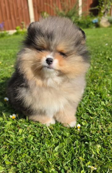 Stunning Rare Merle Pomeranian image 8