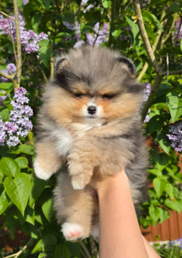 Stunning Rare Merle Pomeranian image 9