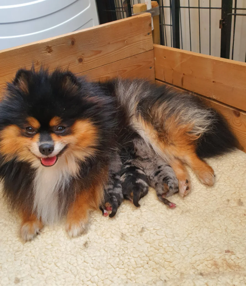 Stunning Rare Merle Pomeranian image 10