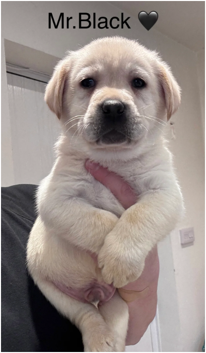 Beautiful Labrador Retriever Puppies – 5 Boys & 1 image 1