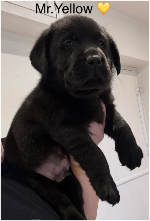 Beautiful Labrador Retriever Puppies – 5 Boys & 1 image 2