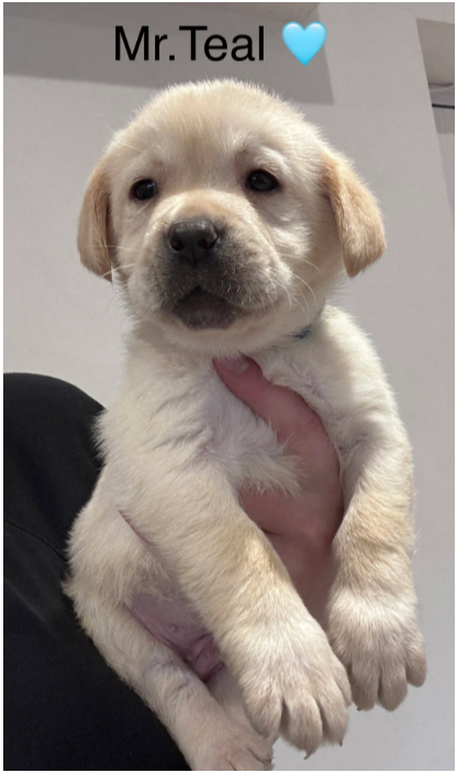 Beautiful Labrador Retriever Puppies – 5 Boys & 1 image 3