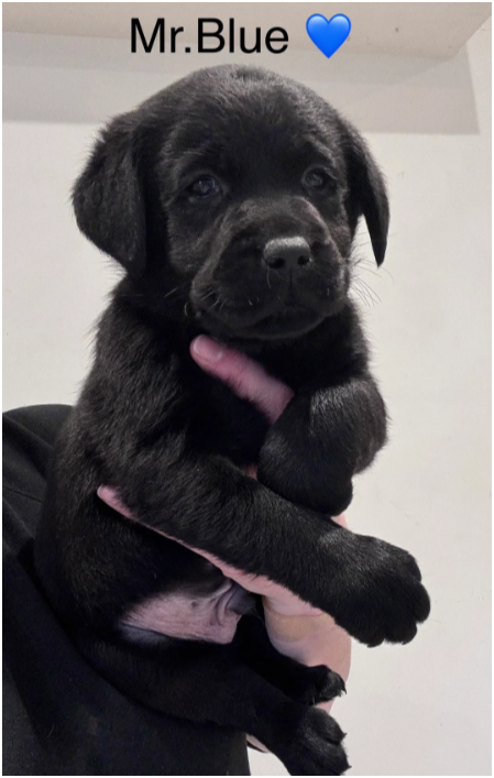 Beautiful Labrador Retriever Puppies – 5 Boys & 1 image 4