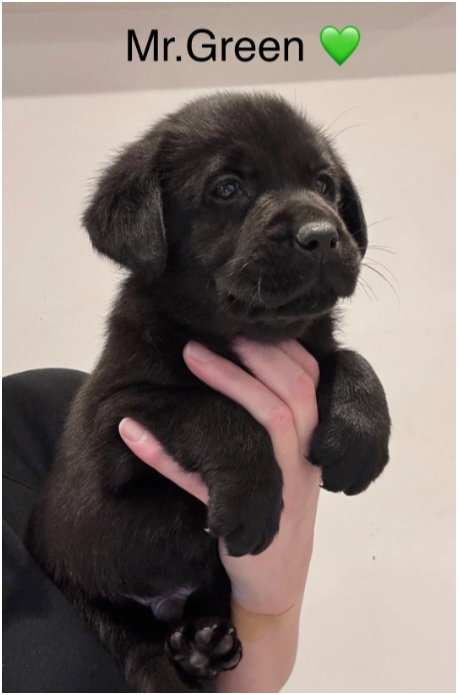 Beautiful Labrador Retriever Puppies – 5 Boys & 1 image 5