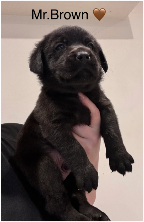Beautiful Labrador Retriever Puppies – 5 Boys & 1 image 6