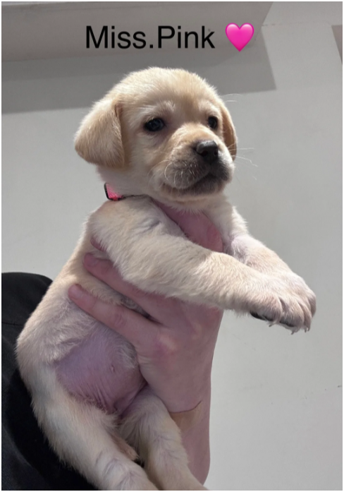 Beautiful Labrador Retriever Puppies – 5 Boys & 1 image 7
