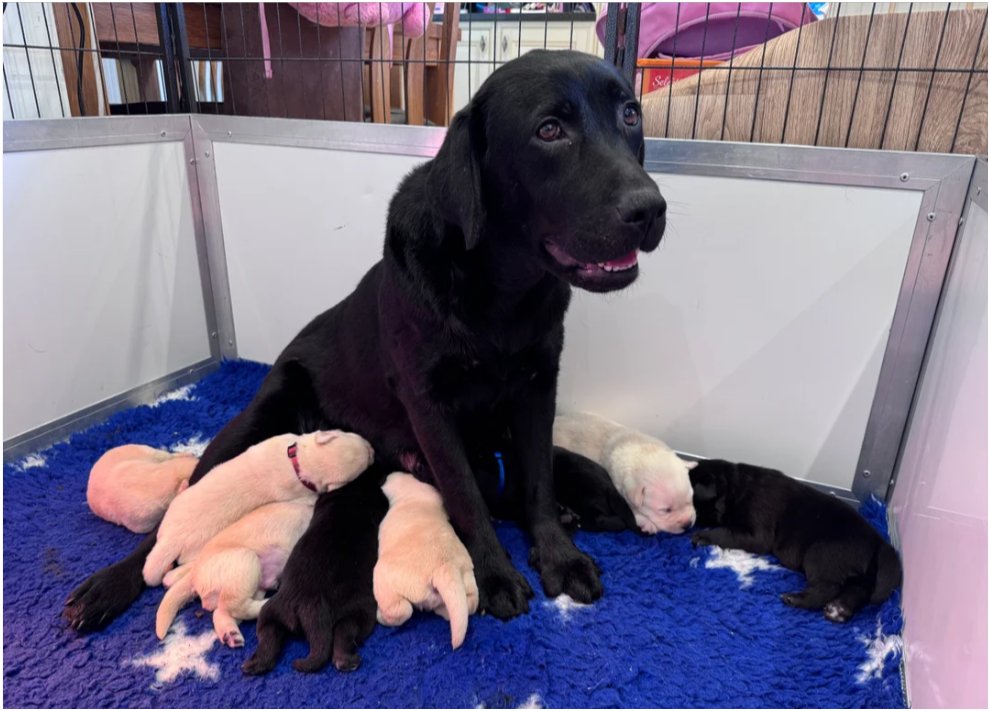 Beautiful Labrador Retriever Puppies – 5 Boys & 1 image 8