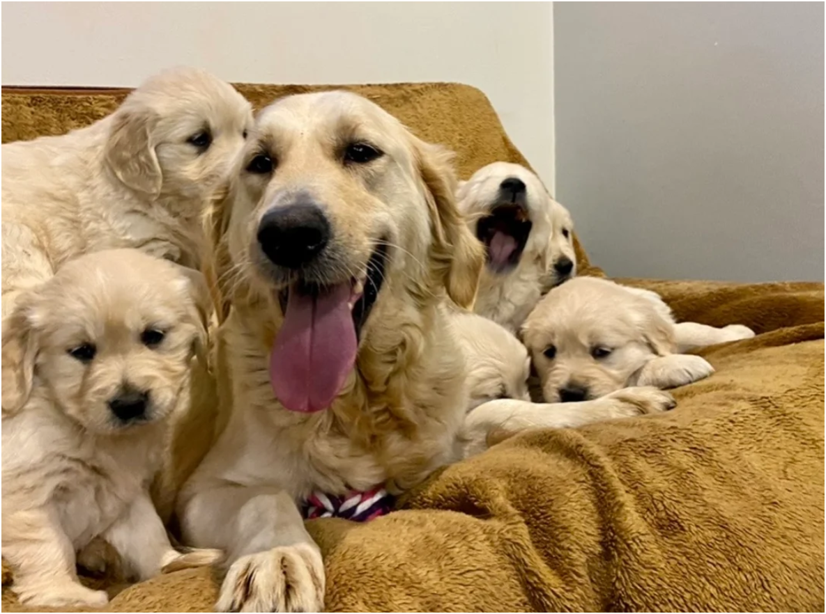 Golden Retriever puppies image 1