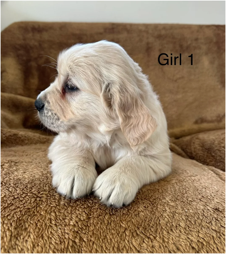 Golden Retriever puppies image 2