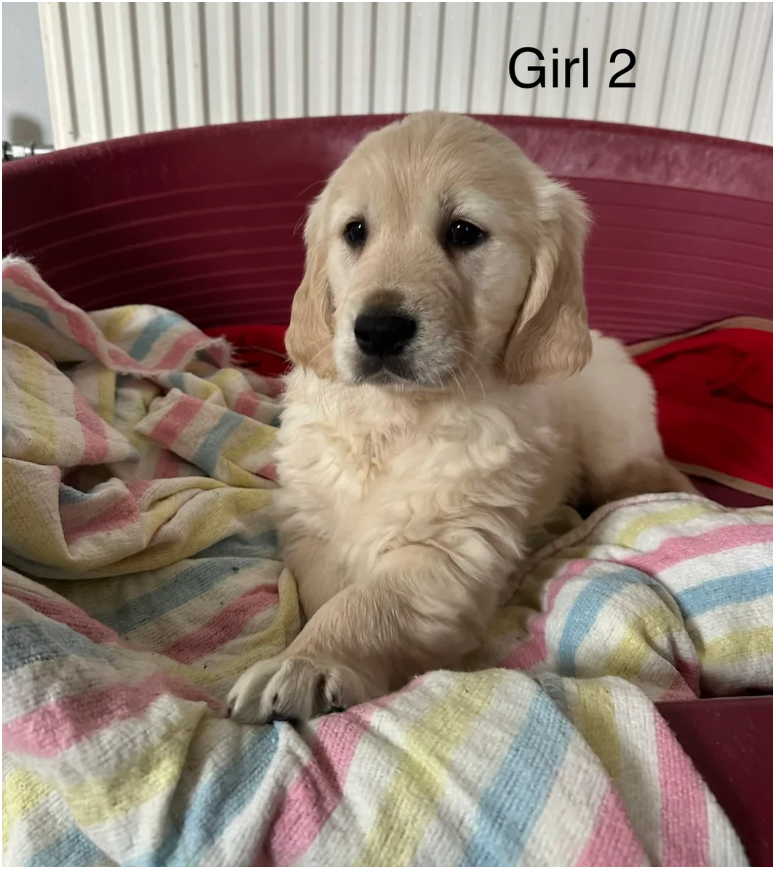 Golden Retriever puppies image 3