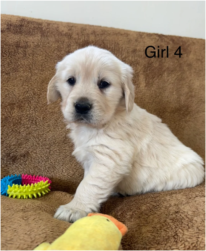Golden Retriever puppies image 4