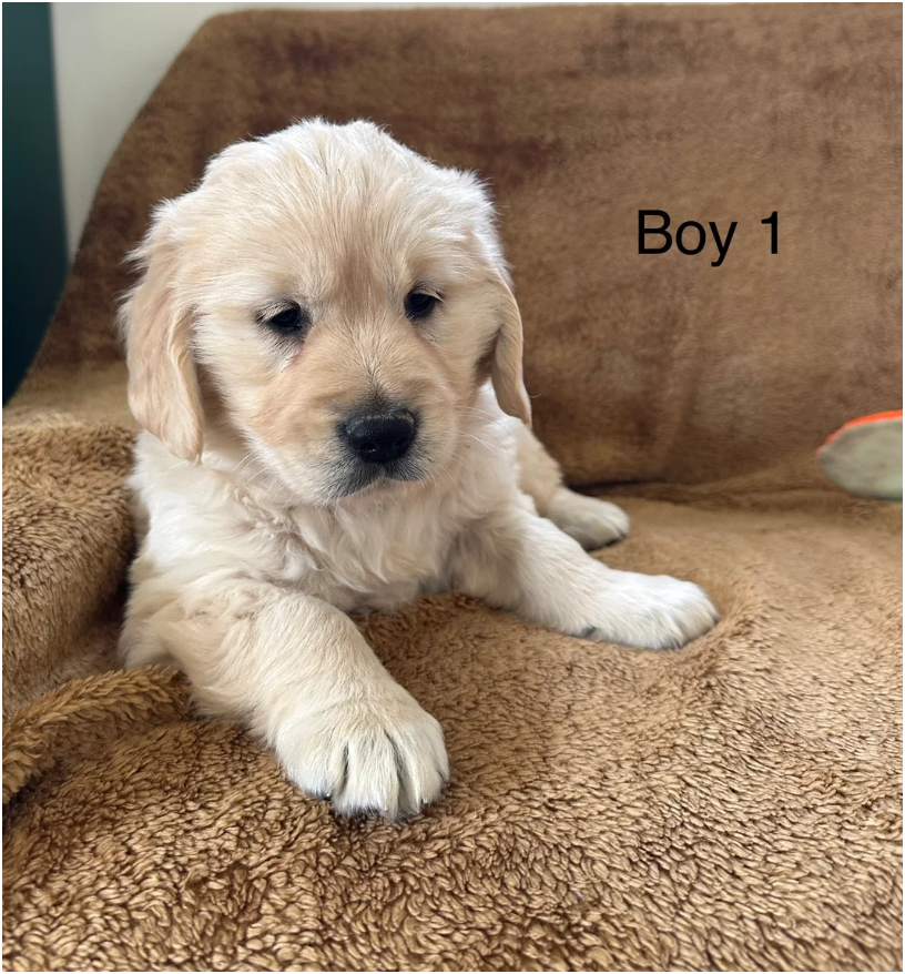 Golden Retriever puppies image 5