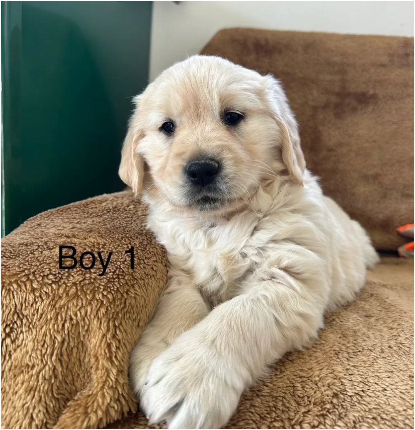 Golden Retriever puppies image 6