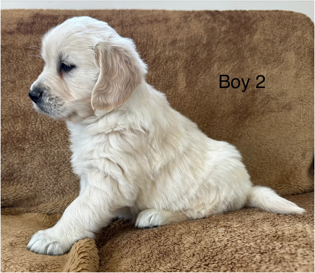Golden Retriever puppies image 7