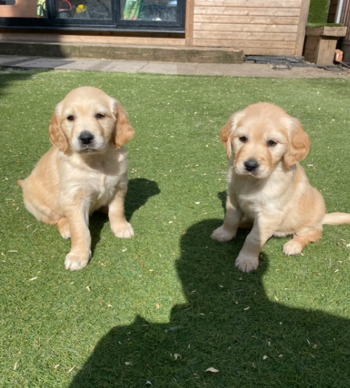 2 Beautiful Golden Retriever Girls image 1