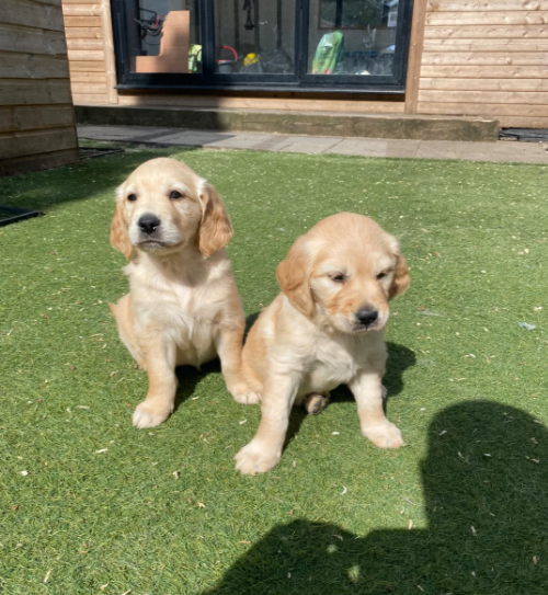 2 Beautiful Golden Retriever Girls image 2