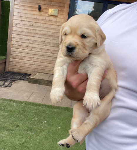 2 Beautiful Golden Retriever Girls image 3